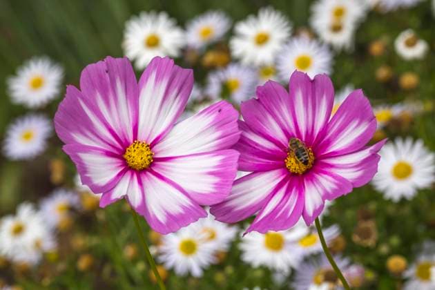 Schmuckkoerbchen, Cosmea, Garden cosmos, weiß rosa, am 03.09.23 im Berliner Britzer Garten zur Zeit der Bluetenschau Dahlienfeuer Britzer Garten Dahlienfeuer *** Schmuckkoerbchen, Cosmea, Garden cosmos, white pink, on 03 09 23 in the Britzer Garten in Berlin at the time of the flower show Dahlienfeuer Britzer Garten Dahlienfeuer