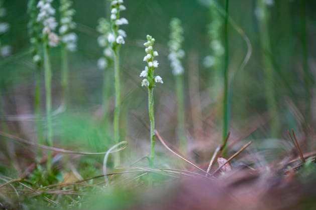 Kriechendes Netzblatt, Kriechstendel, Netzblatt (Goodyera repens, Satyrium repens), bluehend, Niederlande, Friesland Creeping lady s-tresses, Dwarf rattlesnake-plantain (Goodyera repens, Satyrium repens), blooming, Netherlands, Frisia BLWS694142 *** Kriechendes Mainsheet, Creeping pendulum, Panel Goodyera repens, Satyrium repens , blueing, Netherlands, Friesland creeping Lady S tresses, Dwarf Rattlesnake plantain Goodyera repens, Satyrium repens , blooming, Netherlands, Frisia BLWS694142 Copyright: xblickwinkel AGAMI W.xLeursx