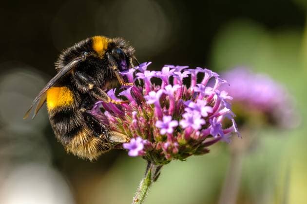 Bees Bumblebee on verbena flower in early autumn, during a heatwave in September. Ely, Cambridgeshire. Unite Kingdom. 7 September 2023., Credit:Mark Fairhurst Avalon GBR, Cambridgeshire, Ely  Copyright: xMarkxFairhurstx xAvalonx 0803606805