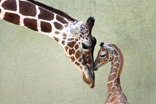 **VIDEO AVAILABLE: CONTACT INFO@COVERMG.COM TO RECEIVE** A three-week-old female giraffe calf born on 19 August 2023 makes her public debut on Friday (08September2023). The calf has been named Kinda (rhymes with Linda), which is a rare and pretty name with Swahili and Arabic origins and means beautiful. Since her birth, Kinda and her mother have been behind the scenes to allow them time to bond. Animal care staff have been monitoring Kinda to ensure she is meeting developmental milestones such as nursing frequently, gaining weight, starting to drink water, and occasionally even sampling leaves. Although she has begun to nibble on browse, Kinda will not begin eating solid foods consistently until she is about 3 or 4 months old. By the Copyright: xx 53024657 EDITORIAL USE ONLY. NOT FOR USE BY NEWSPAPERS BASED IN THE UK.
