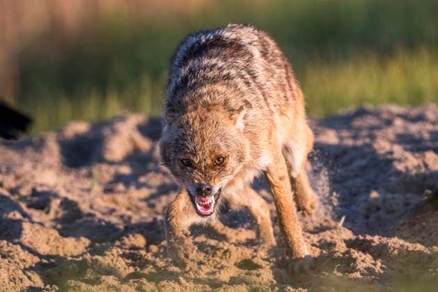 Europaeischer Schakal, Eurasischer Schakal, Europaeischer Gold-Schakal, Europaeischer Goldschakal, Goldschakal, Gold-Schakal (Canis aureus moreoticus, Canis moreoticus), graebt in sandigem Boden und fletscht die Zaehne, Vorderansicht, Rumaenien, Donaudelta Eurasian golden jackal, European jackal (Canis aureus moreoticus, Canis moreoticus), digging in sandy ground and baring its teeth, front view, Romania, Danube Delta BLWS694084 *** european Jackal, Eurasian Jackal, european Gold Jackal, european Golden Jackal, Golden Jackal, Gold Jackal Canis aureus moreoticus, Canis moreoticus , digs in sandy Floor and fletscht the Teeth, Front view, Romania, Danube Delta EURASIAN Golden jackal, European Jackal Canis aureus moreoticus, C Copyright: xblickwinkel AGAMI O.xDiezx