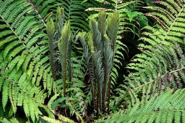 Europaeischer Straussenfarn, Deutscher Straussenfarn, Straussenfarn, Straussfarn, Trichterfarn, Becherfarn (Matteuccia struthiopteris), mit fertilen Wedeln, Niederlande, Friesland European Ostrich Fern, Ostrich Fern (Matteuccia struthiopteris), with fertile fronds, Netherlands, Frisia BLWS694220 *** european Ostrich Fern, German Ostrich Fern, Ostrich Fern, Ostrich Fern, Funnel Fern, becherfarn Matteuccia struthiopteris , with fertile Wedge, Netherlands, Friesland European Ostrich Remote, Ostrich far Matteuccia struthiopteris , With fertile fronds, Netherlands, Frisia BLWS694220 Copyright: xblickwinkel AGAMI W.xLeursx