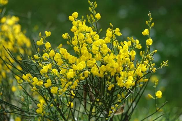 Cytisus purgans, Provence-Ginster, Provence broom Cytisus purgans, Provence-Ginster, Provence broom Copyright: xZoonar.com PeterxHimmelhuberx 20286413