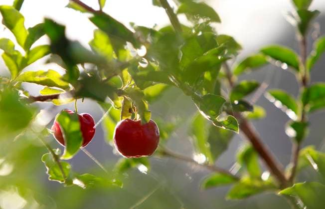 aceroa plantation in Bahia itajuipe, bahia, brazil - june 1, 2022: acerola fruit plantation in southern Bahia. ITAJUIPE BAHIA BRAZIL Copyright: xJoaxSouzax 010622JOA07F