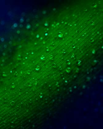 Creative Highlights Symbolfotos Transluzente Wassertropfen grüne Oberfläche Hintergrund *** Translucent Drop of water green Surface Background Copyright: imageBROKER/OleksandrxLatkun ibxole09587665.jpg