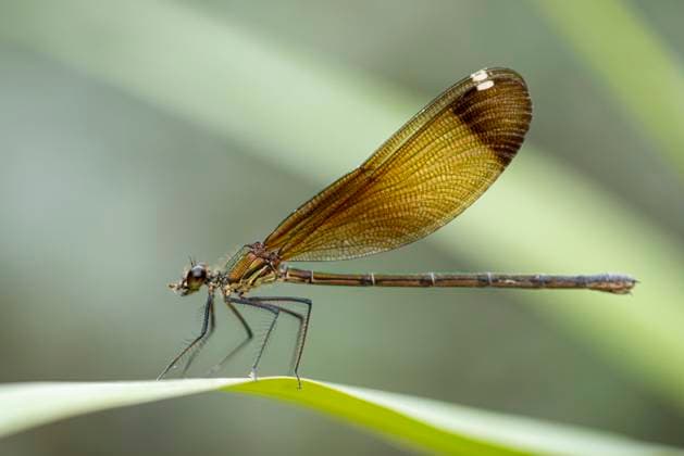 Side view closeup of swamp darner dragonfly Epiaeschna heros sitting on green leaf against blurred background Model Released FranAlfonseca_ID16410_498946_004 Copyright: xFranxAlfonsecax
