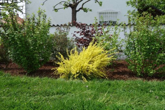 Cytisus x praecox, Elfenbeinginster, common broom Cytisus x praecox, Elfenbeinginster, common broom Copyright: xZoonar.com PeterxHimmelhuberx 20286366