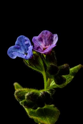 Echtes Lungenkraut, Geflecktes Lungenkraut (Pulmonaria officinalis), Blueten vor schwarzem Hintergrund Common lungwort (Pulmonaria officinalis), flowers against black background BLWS694282 *** Real Lungwort, Spotted Lungwort pulmonaria officinalis , Flowers before black Background Common Byline pulmonaria officinalis , Flowers against Black Background BLWS694282 Copyright: xblickwinkel AGAMI W.xLeursx