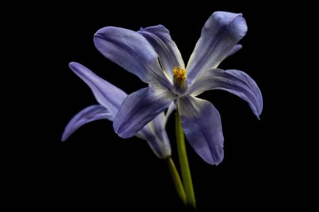 Schneeglanz, Schneestolz, Sternhyazinthe, Gewoehnliche Sternhyazinthe (Chionodoxa luciliae, Scilla luciliae, Chionodoxa luciliae), Blueten vor schwarzem Hintergrund Glory-of-the-Snow, Glory of the Snow (Chionodoxa luciliae, Scilla luciliae, Chionodoxa luciliae), flowers against black background BLWS694291 *** Snowglow, Snow Pride, Star hyacinth, Usual Sternhyazinthe Chionodoxa luciliae, Scilla luciliae, Chionodoxa luciliae , Flowers before black Background Glory of The Snow, Glory of The Snow Chionodoxa luciliae, Scilla luciliae, Chionodoxa luciliae , Flowers against Black Background BLWS694291 Copyright: xblickwinkel AGAMI W.xLeursx