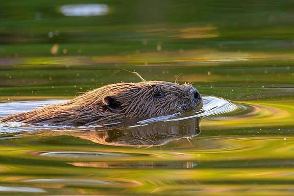 Europäischer Biber (Castor fiber) im Wasser, Eder, Hessen, Deutschland, Europa *** European Beaver Castor Fiber at Water, Eder, Hesse, Germany, Europe Copyright: imageBROKER MarcusxSiebert ibxmcs09627679.jpg