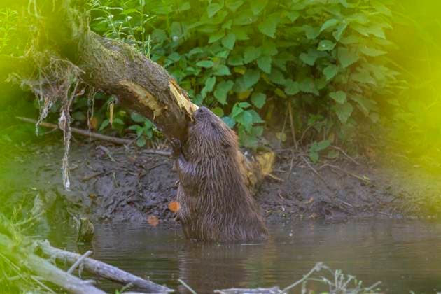 Europäischer Biber (Castor fiber), Eder, Hessen, Deutschland, Europa *** European Beaver Castor Fiber , Eder, Hesse, Germany, Europe Copyright: imageBROKER MarcusxSiebert ibxmcs09627726.jpg
