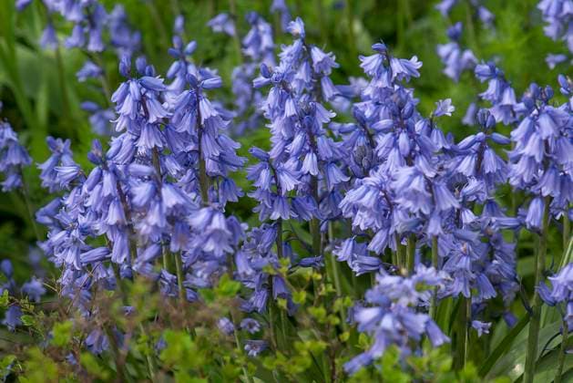  Hasenglöckchen (Hyacinthoides), Bayern, Deutschland, Europa *** Hasenglöckchen Hyacinthoides , Bavaria, Germany, Europe Copyright: imageBROKER/HelmutxMeyerxzurxCapellen ibxmzc09499670.jpg