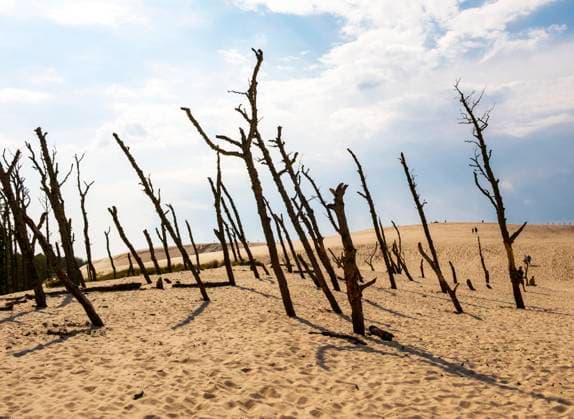  Abgestorbene Bäume, Slowinzischer Nationalpark, Slowinski Park Narodowy, Polen, Europa *** dead Trees, Slowinzischer National Park, Slowinski Park Narodowy, Poland, Europe Copyright: imageBROKER/PetrxSvarc ibxpsi09622128.jpg
