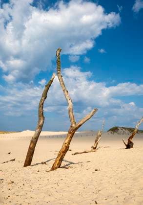 Abgestorbene Bäume, Slowinzischer Nationalpark, Slowinski Park Narodowy, Polen, Europa *** dead Trees, Slowinzischer National Park, Slowinski Park Narodowy, Poland, Europe Copyright: imageBROKER/PetrxSvarc ibxpsi09622130.jpg 