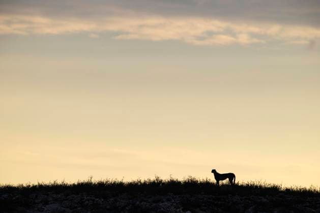  Gepard (Acinonyx jubatus), Kalahari Wüste, Kgalagadi Transfrontier Park, Südafrika *** Cheetah Acinonyx jubatus , Kalahari Desert, Kgalagadi Transfrontier Park, South Africa Copyright: imageBROKER/ThomasxDressler ibxtdr09622644.jpg
