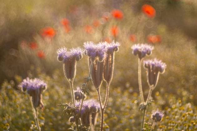  (Phacelia) (Papaveraceae), Otterswang, Pfullendorf, Linzgau, Baden-Württemberg, Deutschland, Europa *** phacelia Papaveraceae , Otterswang, Pfullendorf, Linzgau, Bathing Württemberg, Germany, Europe Copyright: imageBROKER/WolfgangxVeeser ibxwve09387370.jpg