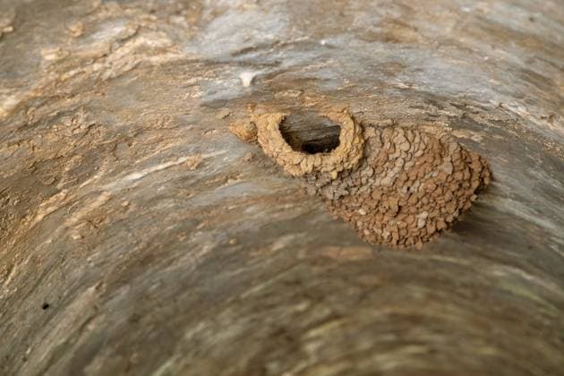 Creative Highlights World Roetelschwalbe, Roetel-Schwalbe (Hirundo daurica, Cecropis daurica), Nest in einem Tunnel unter einer Strasse, Spanien, Sierra de Andujar Nationalpark red-rumped swallow (Hirundo daurica, Cecropis daurica), nest in a tunnel under a street, Spain, Sierra de Andujar National Park BLWS694477 *** Red-winged Swallow, Roetel Swallow Hirundo daurica, Cecropis daurica , Nest in a Tunnel at a Street, Spain, Sierra de Andujar National Park Red rumped Swallow Hirundo daurica, Cecropis daurica , Nest in a Tunnel Under a street, Spain, Sierra de Andujar National Park BLWS694477 Copyright: xblickwinkel M.xWoikex