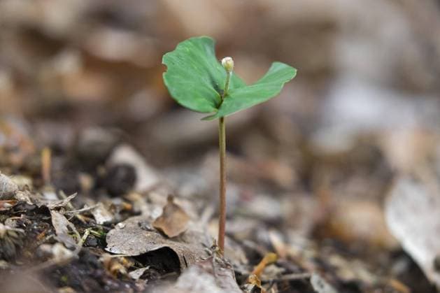  Rotbuche (Fagus sylvatica), Gemeiner Buchensämling, der im Frühjahr auf dem Waldboden wächst *** copper beech Fagus sylvatica , Common Beech seedling, the at Spring at the Forest soil grows Copyright: imageBROKER/alimdix/xArterrax/xSven-ErikxArndt ibltsm09602111.jpg