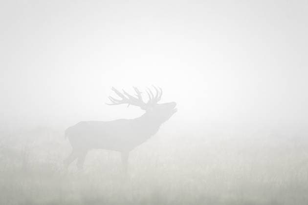 Rothirsch (Cervus elaphus) mit großem Geweih, der im dichten Frühnebel auf einer Wiese in der Morgendämmerung während der Brunft im Herbst brüllt *** Red Deer Cervus elaphus with big Antlers, the at seal Early morning fog at a Meadow in the Dawn during the Brunft at Autumn yells Copyright: imageBROKER alimdix xArterrax xSvenxErikxArndt ibltsm09605997.jpg