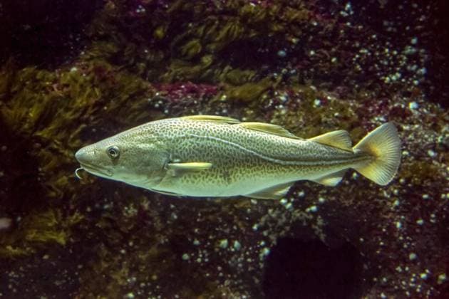 Atlantischer Kabeljau (Gadus morhua) schwimmt unter Wasser *** Atlantic Cod Gadus morhua swims at Water Copyright: imageBROKER/alimdix/xArterrax/xSven-ErikxArndt ibltsm09607600.jpg