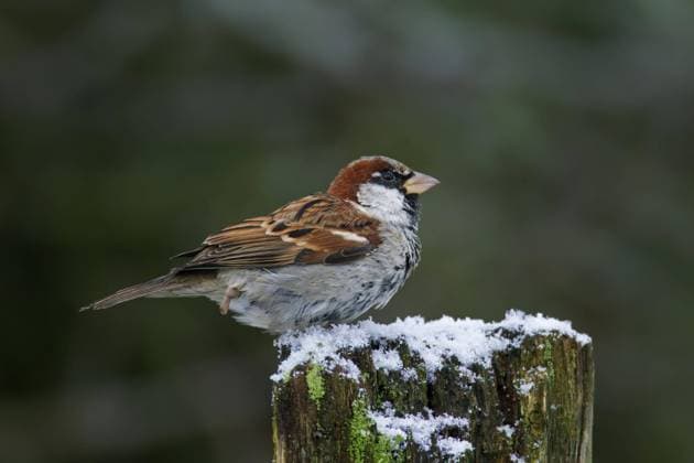 Haussperling (Passer domesticus), Männchen, auf einem hölzernen Zaunpfahl im Schnee sitzend, im Winter *** House Sparrow Passer domesticus , Male, at a wooden Fence post at Snow sitting, at Winter Copyright: imageBROKER alimdix xArterrax xSven-ErikxArndt ibltsm09608992.jpg
