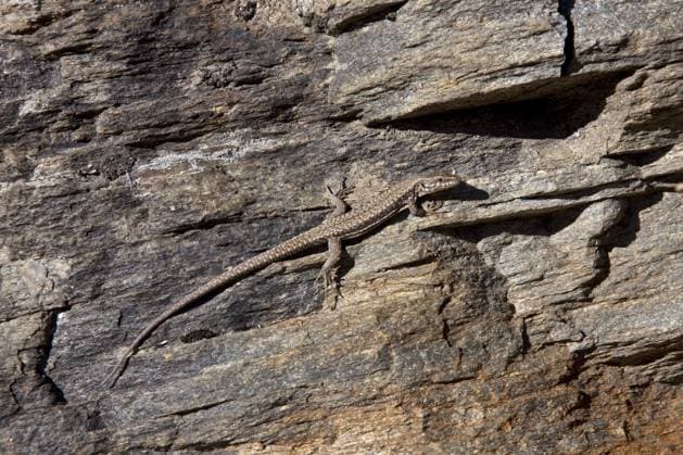 Creative Highlights World Mauereidechse (Podarcis muralis) in einer Felswand, Nationalpark Gran Paradiso, Italien, Europa *** Common wall lizard Podarcis muralis in a Rock wall, National Park Gran Paradiso, Italy, Europe Copyright: imageBROKER/alimdix/xArterrax/xSven-ErikxArndt ibltsm09609619.jpg