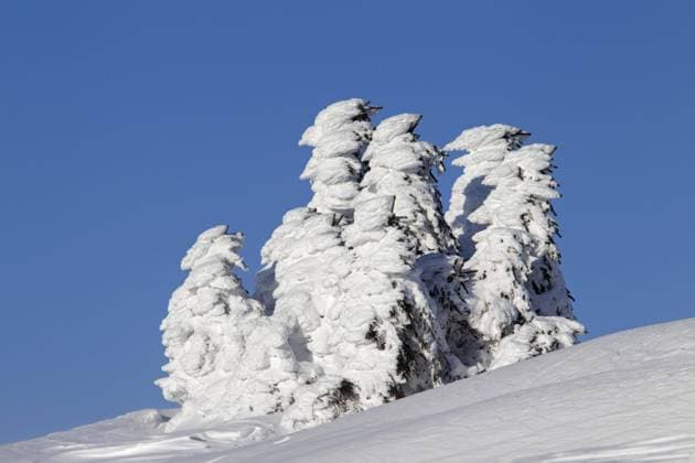  Creative Highlights World Gefrorene schneebedeckte Fichten im Winter am Brocken, Blocksberg im Nationalpark Harz, Deutschland, Europa *** frozen snow-covered Spruces at Winter on Chunk, Blocksberg at National Park Resin, Germany, Europe Copyright: imageBROKER/alimdix/xArterrax/xSven-ErikxArndt ibltsm09614229.jpg