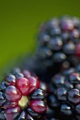 Close up of blackberries  Copyright: Ableimages fStopImages2036090