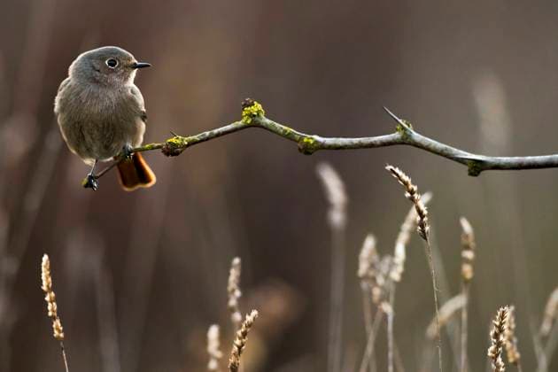 Hausrotschwanz, Haus-Rotschwanz (Phoenicurus ochruros), Weibchen sitzt auf einem Zweig im Morgenlicht, Italien, Toskana black redstart (Phoenicurus ochruros), female sitting on a branch in morning light, Italy, Tuscany BLWS694658 *** House Redstart, House Rotschwanz Phoenicurus ochruros , Female sits at a Branch at Morning light, Italy, Tuscany Black redstart Phoenicurus ochruros , Female Sitting ON a Branch in Morning light, Italy, Tuscany BLWS694658 Copyright: xblickwinkel AGAMI D.xOcchiatox