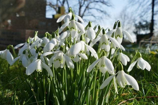 Seasonal weather Snowdrops in the sunshine in the 2000 year old church yard at All Saints, Credit:Geoffrey Swaine Avalon UK, Oxfordshire, Dunsden  Copyright: xGeoffreyxSwainex xAvalonx 0756824572