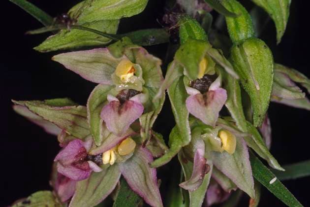 Epipactis helleborine, Breitblättrige Sumpfwurz Epipactis helleborine, Breitblättrige Sumpfwurz Copyright: xZoonar.com LotharxHinzx 207059