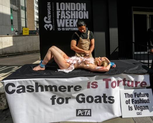 News Bilder des Tages . 15 09 2023. London, United Kingdom. PETA Protest London Fashion Week Over Cashmere Garments. PETA supporters hold a goat combing outside the British Fashion Council s (BFC) NEWGEN Show Space to demonstrate what happens in the industry. A worker will pin down a screaming and nearly nude PETA supporter dressed as a goat and tear their hair out with a giant silver comb, leaving them with bloody wounds.  xMartynxWheatleyx xi-Imagesx IIM-24676-0002