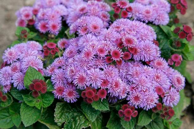 Ageratum houstonianum Ariella Violett , Leberbalsam Ageratum houstonianum Ariella Violett , Leberbalsam Copyright: xZoonar.com LotharxHinzx 242535