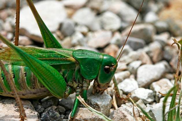 Decticus verrucivorus, Warzenbeißer, Weibchen Decticus verrucivorus, Warzenbeißer, Weibchen Copyright: xZoonar.com LotharxHinzx 250834