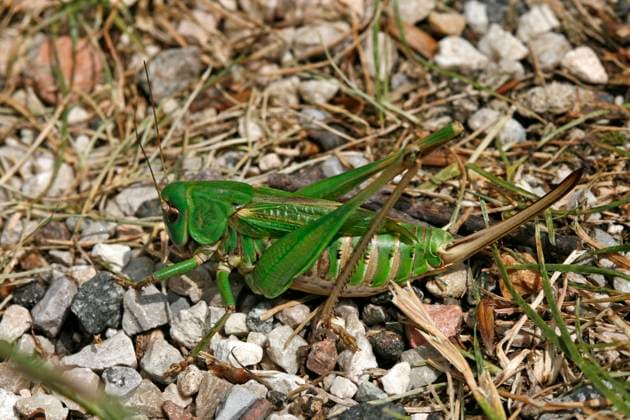 Decticus verrucivorus, Warzenbeißer, Weibchen Decticus verrucivorus, Warzenbeißer, Weibchen Copyright: xZoonar.com LotharxHinzx 250844