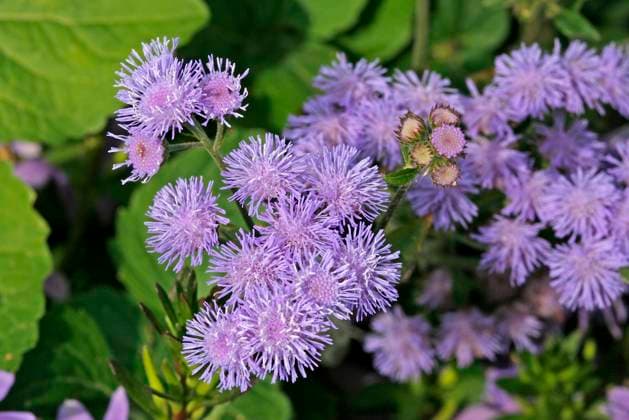Ageratum houstonianum, Leberbalsam Ageratum houstonianum, Leberbalsam Copyright: xZoonar.com LotharxHinzx 682832