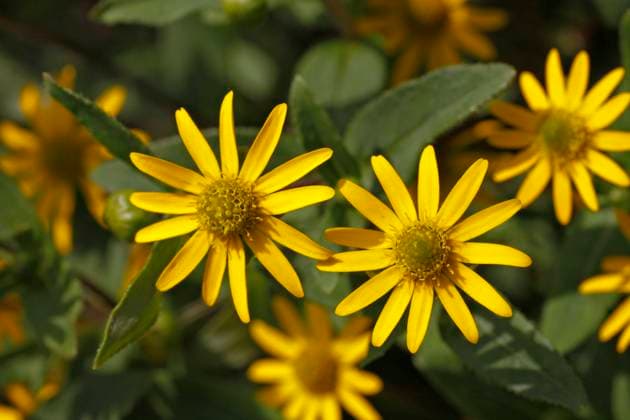 Sanvitalia procumbens Solaris , Husarenköpfchen Sanvitalia procumbens Solaris , Husarenköpfchen Copyright: xZoonar.com LotharxHinzx 1854910