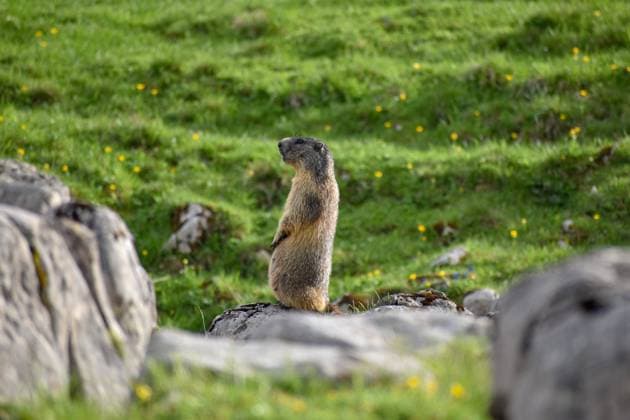 Freilebendes Murmeltier (Marmota marmota) auf der Reiter Alm, Nationalpark Berchtesgaden, Bayern, Deutschland, Europa *** Freilebendes Marmot Marmota Marmota at the Reiter Alm, National Park Berchtesgaden, Bavaria, Germany, Europe Copyright: imageBROKER/ChristianxPeters ibxchp09632636.jpg