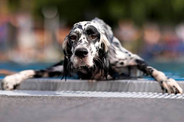 Bilder des Jahres 2023, Entertainment 09 September Entertainment Themen der Woche KW37 Entertainment Bilder des Tages Hunde beim 9. Kölner Hundeschwimmen im Freibad Stadion. Zum Abschluss einer jeden Freibad-Saison sind auch Hunde im Kölner Stadionbad erlaubt. Köln, 17.09.2023 NRW Deutschland *** Dogs at the 9 Cologne dog swim in the Stadion outdoor pool At the end of each outdoor pool season, dogs are also allowed in the Cologne Stadion pool Cologne, 17 09 2023 NRW Germany Copyright: xChristophxHardtx