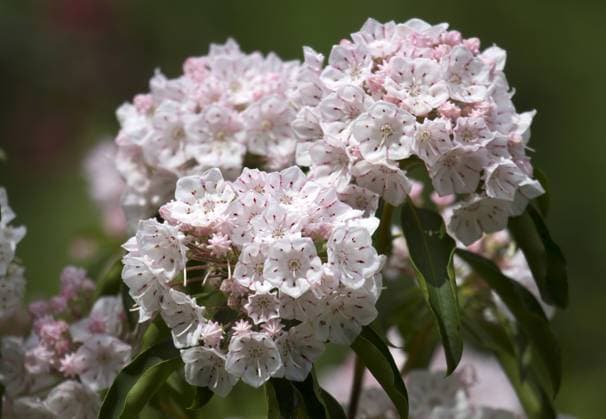 Batumi, Botanischer Garten, Breitblttrige Lorbeerrose, Georgien Batumi, Botanischer Garten, Breitblttrige Lorbeerrose, Georgien Copyright: xZoonar.com G.Dienstx 12365000