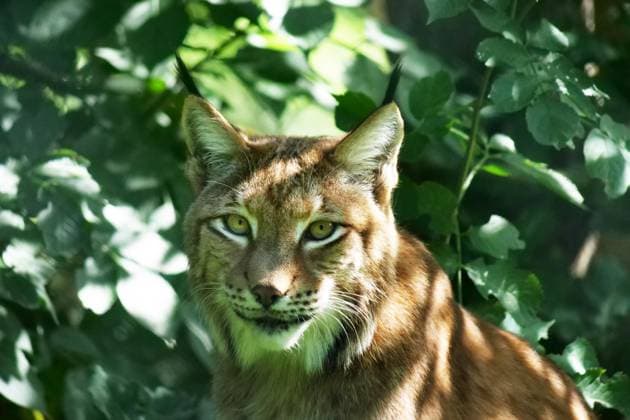 Tier-Nordluchs in Aktion in freier Natur und Wildniss Tier-Eurasischer Rotluchs in freier Natur im Aktion *** Animal northern lynx in action in the wild and wilderness Animal Eurasian bobcat in action in the wild