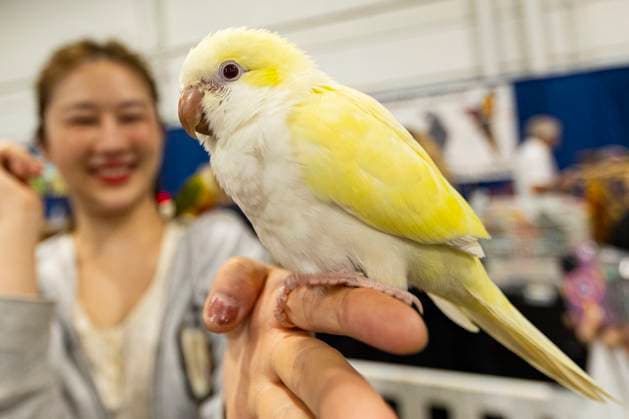 (230918) -- MISSISSAUGA, Sept. 18, 2023 -- A woman shows her monk parakeet during the 2023 Canadian Pet Expo in Mississauga, Ontario, Canada, Sept. 17, 2023. The annual two-day event held here from Sept. 16 to 17 attracted many families and their pets. (Photo by Xinhua) CANADA-MISSISSAUGA-PET EXPO ZouxZheng 