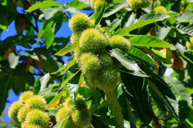 Esskastanien *** Chestnuts 1001301446