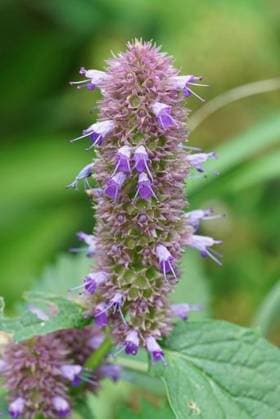 Natural vertical clolorful closeup on the purple flower of Agastache rugosa, Korean mint 20830774 RECORD DATE NOT STATED