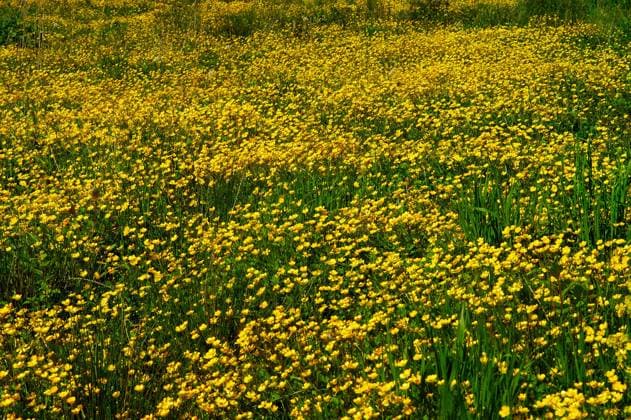 sumpfdotterblumenwiese Caltha palustris blumenwiese, wiese, gelb, grün, gras, sommerwiese, blumen, blüten,Caltha palustris,Ranunculales, wildblumen, pflanzen, wildpflanzen, hahnenfuss, hahnenfussgewächs, hahnenfussgewaechse, sumpfdotterblumen, flower meadow, prairie, yellow, green, grass, summer meadow, flowers, blossoms, Caltha palustris, Ranunculales, wildflowers, plants, wild plants, buttercup, Ranunculus plant, buttercup family, marsh marigolds, background, greeting card,hintergrund, grusskarte, Copyright: xZoonar.com zoonar ElkexHötzelx 7694354