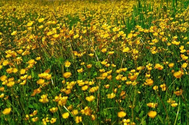 sumpfdotterblumenwiese Caltha palustris blumenwiese, wiese, gelb, grün, gras, sommerwiese, blumen, blüten,Caltha palustris,Ranunculales, wildblumen, pflanzen, wildpflanzen, hahnenfuss, hahnenfussgewächs, hahnenfussgewaechse, sumpfdotterblumen, flower meadow, prairie, yellow, green, grass, summer meadow, flowers, blossoms, Caltha palustris, Ranunculales, wildflowers, plants, wild plants, buttercup, Ranunculus plant, buttercup family, marsh marigolds, background, greeting card,hintergrund, grusskarte, Copyright: xZoonar.com Zoonar ElkexHötzelx 9662862