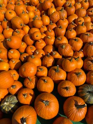  Hokkaidokürbis (Cucurbita maxima), Landwirtschaft, Taubertal, Tauberfranken, Main-Tauber-Kreis, Lauda-Königshofen, Baden-Württemberg, Deutschland, Europa *** Hokkaido pumpkin Cucurbita Maxima , Agriculture, Tauber Valley, Tauberfranken, Main Tauber Circle, Lauda Königshofen, Bathing Württemberg, Germany, Europe Copyright: imageBROKER/HeinzxKrimmer ibxjwp09650577.jpg