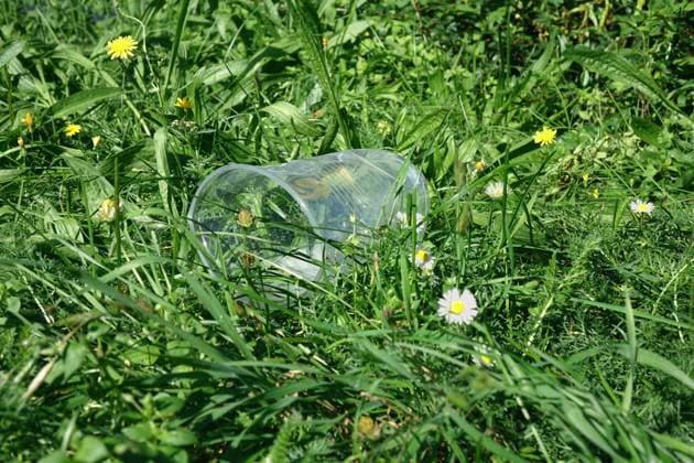 Plastikbecher im Gras Plastikbecher im Gras, 17.09.2023, Borkwalde, Brandenburg, Ein weggeworfener Plastikbecher liegt im Gras. *** Plastic cup in the grass Plastic cup in the grass, 17 09 2023, Borkwalde, Brandenburg, A discarded plastic cup lies in the grass