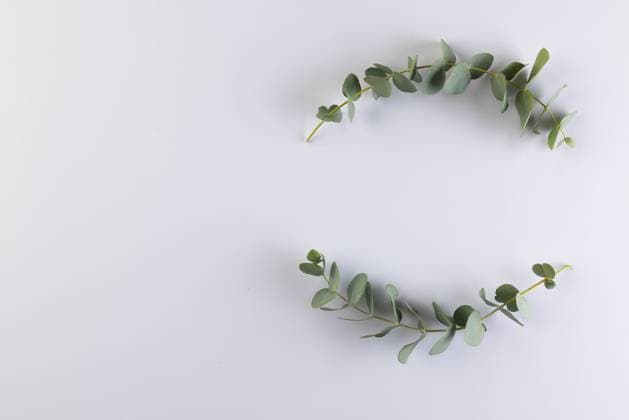 Green plant twigs with leaves and copy space on white background. Plant, shape, nature and colour concept.
