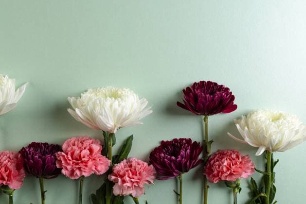 White and pink flowers with copy space on green background. Flower, plant, shape, nature and colour concept.